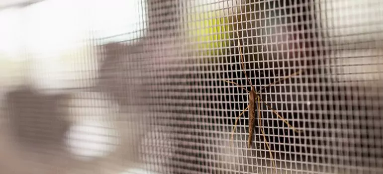 Repair Mosquito Mesh For Windows in Oakleaf Plantation, FL